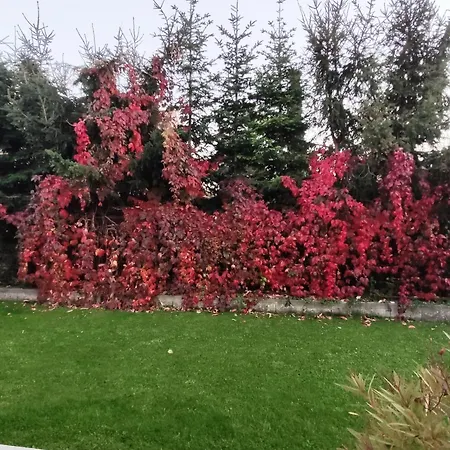 Xlsuite Comfort Piest'any